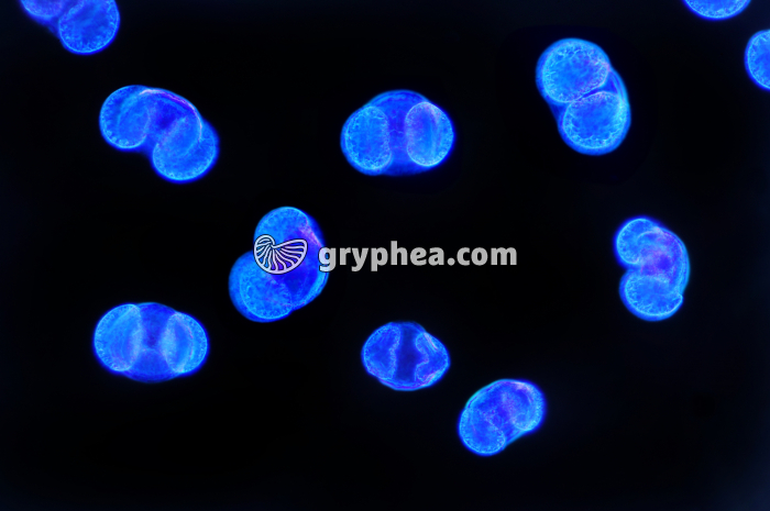 Pollen Pin x 100 - gryphea.org